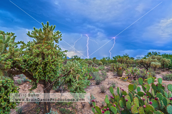 Chain Cholla Cactus and Lightning