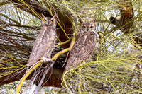 'Handsome Couple' Great Horned Owl Pair in Palo Verde Tree