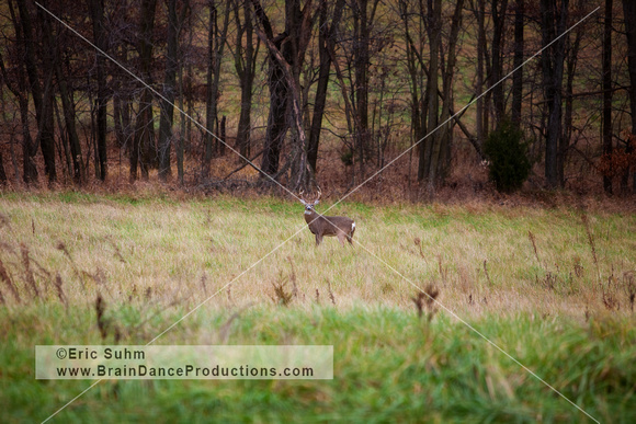 Whitetail Buck - Pike County, IL
