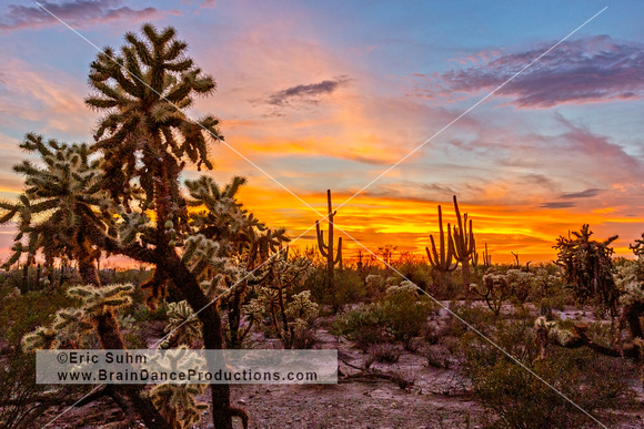 Sunset with Cholla and Saguaro Cactus
