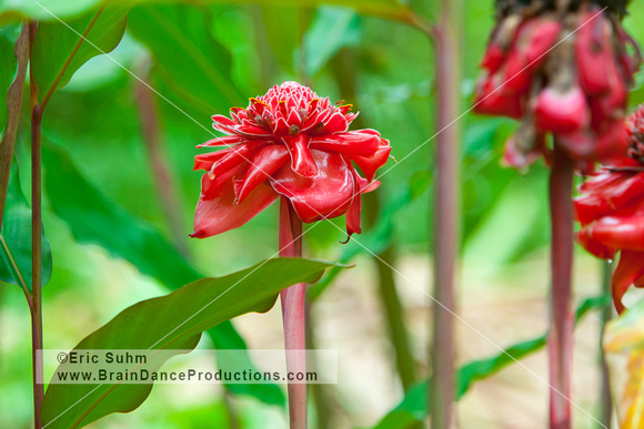 Red Ginger Flower - Arenal, Costa Rica
