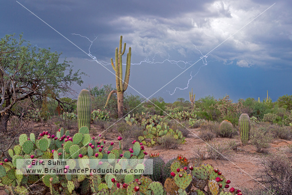 Sonoran Desert with Lightning