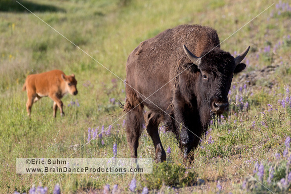 Bison Cow and Calf - Yellowstone