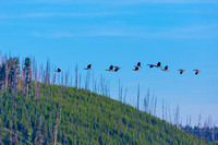 Geese fly over Yellowstone