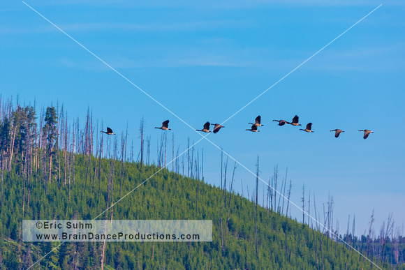 Geese fly over Yellowstone