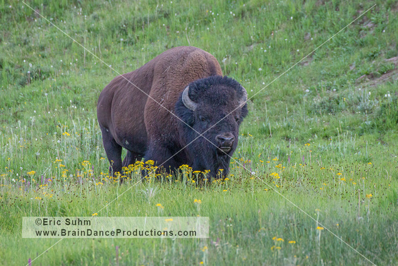 Bison Bull - Yellowstone