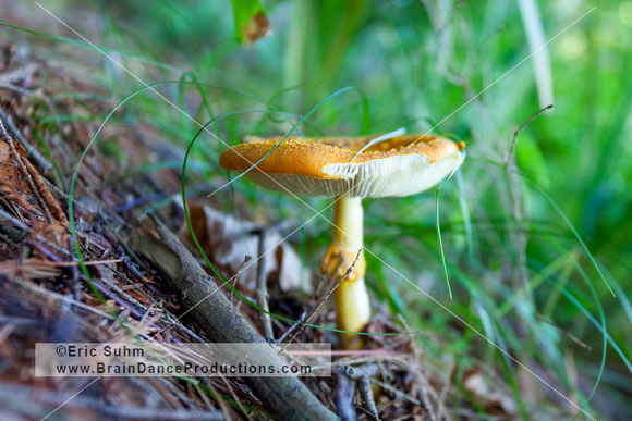Mushroom - Northern Wisconsin