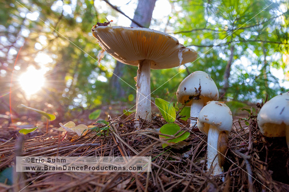 Mushrooms - Northern Wisconsin