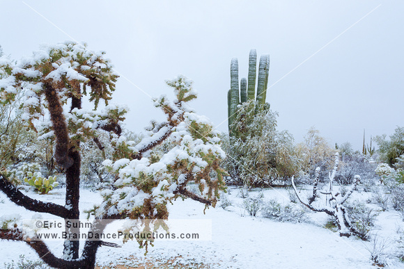 Chain Cholla and Saguaro Cacti in the Snow