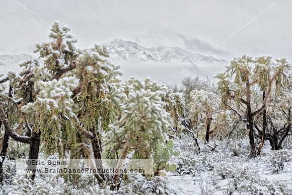Chain Cholla Cactus and Tucson Mountains in the Snow
