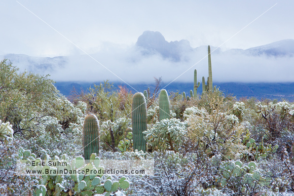 Saguaro, Cholla and Pricklypear Cacti and Tucson Mountains in the Snow