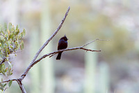 Phainopepla