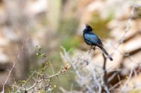 Phainopepla