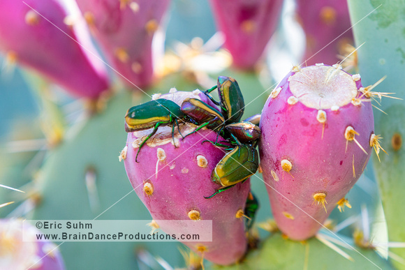 Green Figeater Beetles on Prickly Pear Fruit