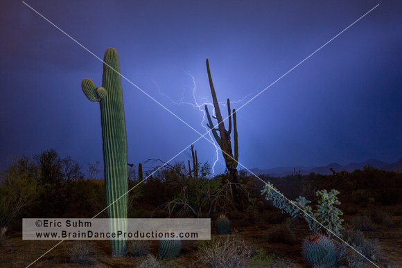 'Positive and Negative' - Lightning with Saguaros