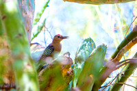 Gila Woodpecker