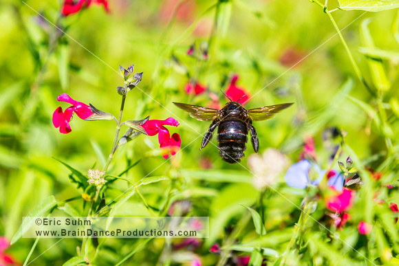 Female Valley Carpenter Bee in flight