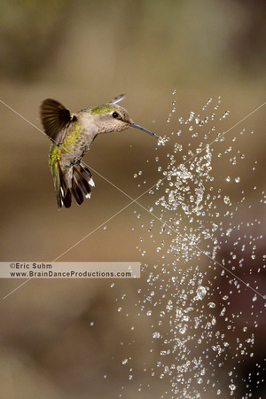Anna's Hummingbird - Fountain #1