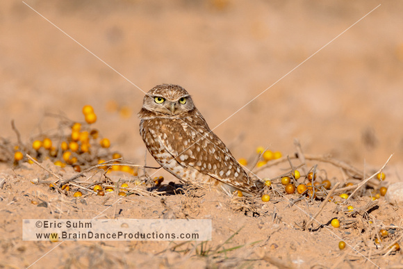 Burrowing Owl - #2