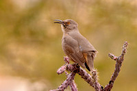 Curved Bill Thrasher