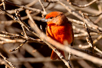 Hepatic Tanager