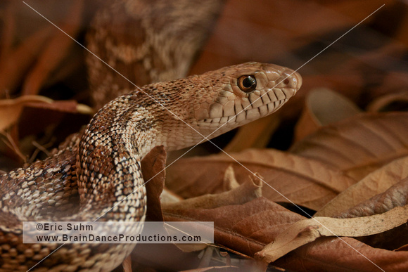 Sonoran Gopher Snake #2