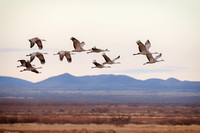 Sandhill Cranes 4 - Whitewater Draw, AZ