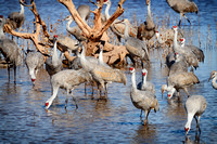 Sandhill Cranes 5 - Whitewater Draw, AZ