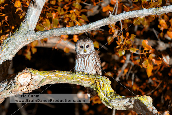 Barred Owl - Pike County, IL