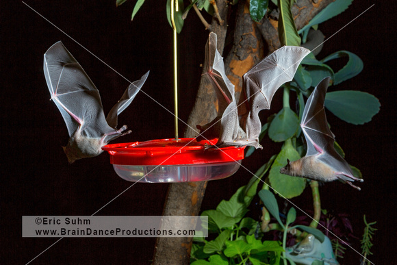 Lesser Long-nosed Bats (3) - 01