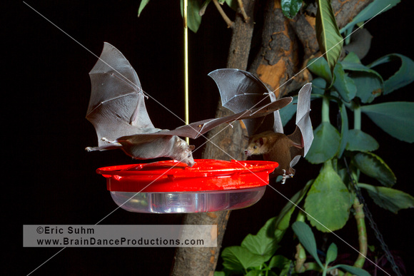 Lesser Long-nosed Bats (2) - 03