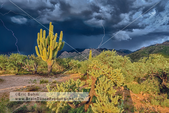 'Old Man and the Sky' Saguaro and Lightning at Catalina State Park