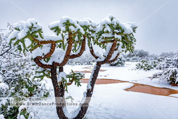 'Don't be fooled' winter snow covers a cholla cactus