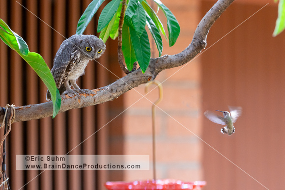 'You Talking to Me?"  Western Screech owl and hummingbird