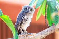 'Hello!'  Western Screech Owl