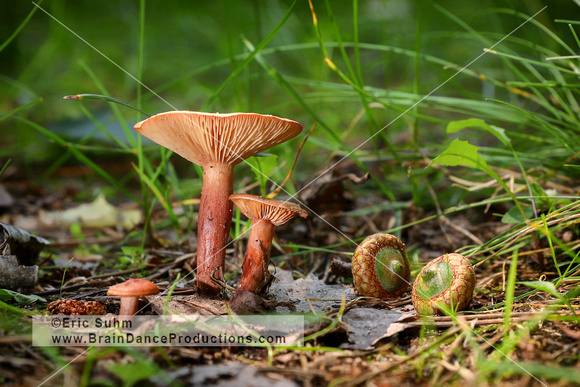 'Still life in miniature'  Mushrooms and acorns in Northern Wisconsin