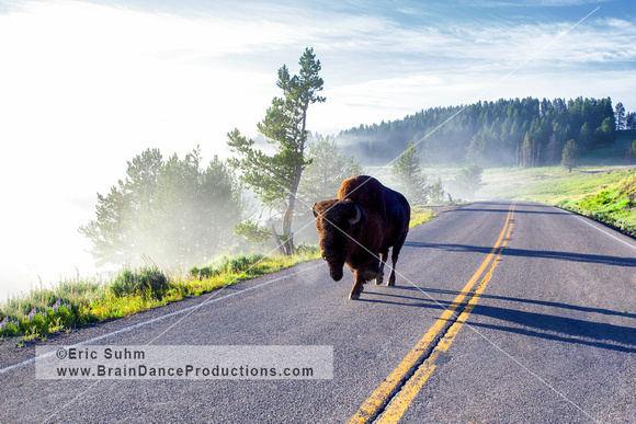 'Ease on down the road...' Bison in Yellowstone National Park