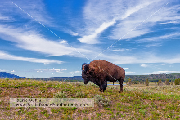 Bison in Yellowstone National Park 01