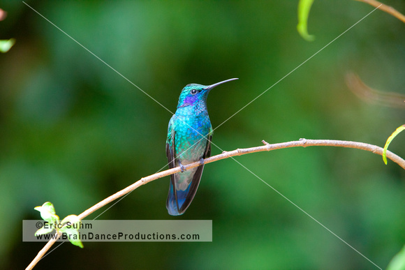 Green Violet-Ear Hummingbird, Monteverde Cloud Forest Costa Rica