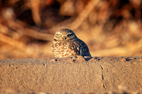Burrowing Owl - Marana, AZ