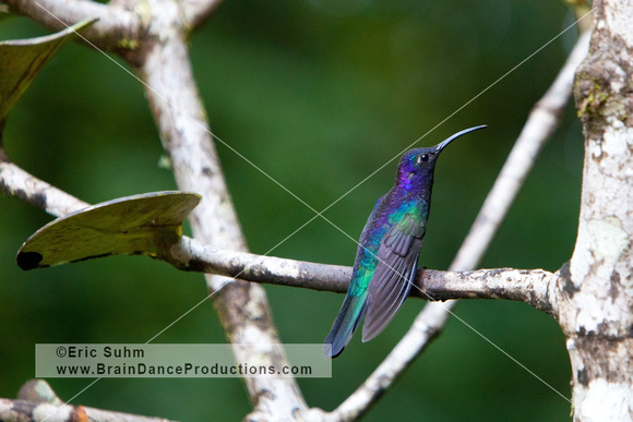 Violet Sabrewing Hummingbird, Monteverde Cloud Forest Costa Rica