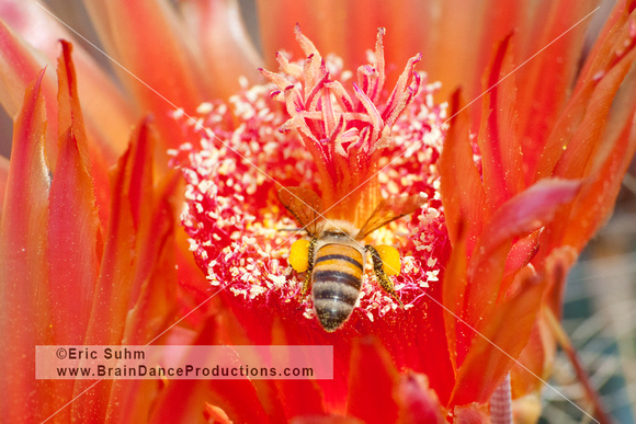 Bee on Cactus Flower