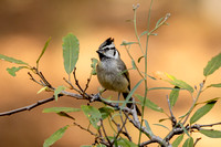 BDP51428_BridledTitmouse