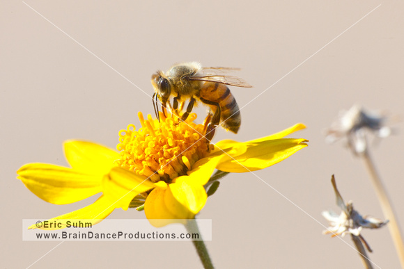 Bee Macro and Flower
