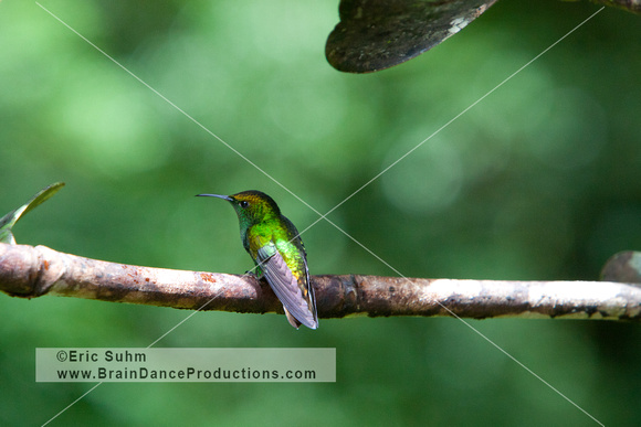 Coppery-headed Emerald Hummingbird, Monteverde Cloud Forest - Costa Rica